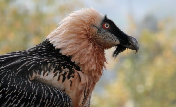 Самые брутальные птицы в мире: они красят перья в цвет крови и питаются костями - Hi-News.ru