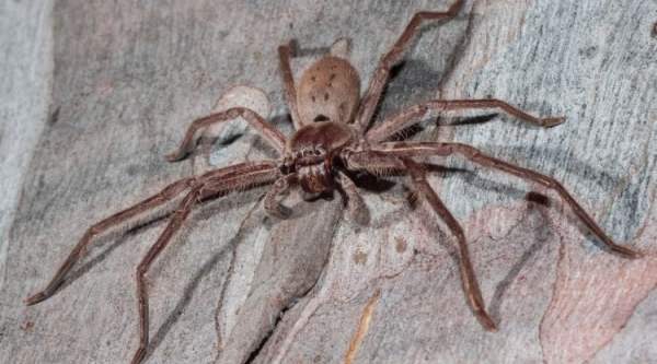 5 самых жутких пауков Австралии: вы будете в шоке от фотографий - Hi-News.ru