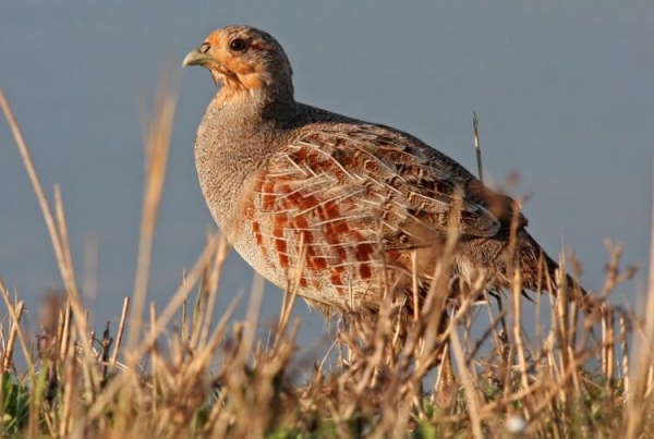 Какое животное за раз рождает до 300 миллионов детенышей? - Hi-News.ru