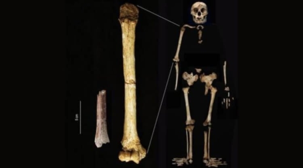 В Индонезии жили «хоббиты» ростом около 100 сантиметров: ученые находят все больше скелетов - Hi-News.ru