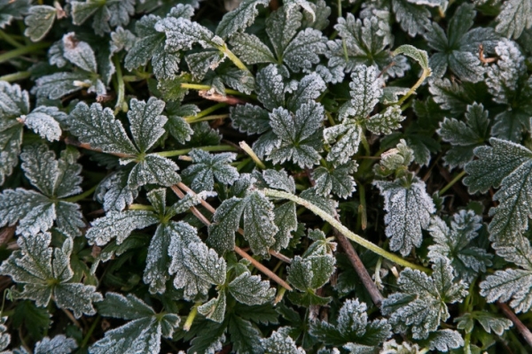 О заморозках до -3 предупредили синоптики жителей Новосибирска