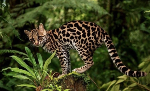 7 хитрых животных, которые охотятся с помощью гениальных ловушек - Hi-News.ru