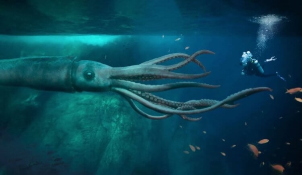 Ни в одном океанариуме нет гигантских кальмаров — вот три главные причины - Hi-News.ru