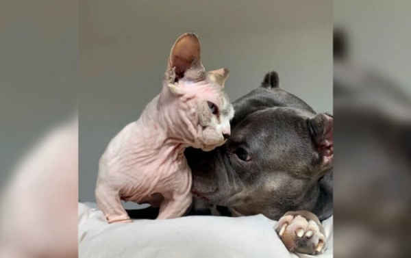 Коты-бульдоги лишены шерсти и страдают от боли: это самая большая ошибка селекционеров - Hi-News.ru