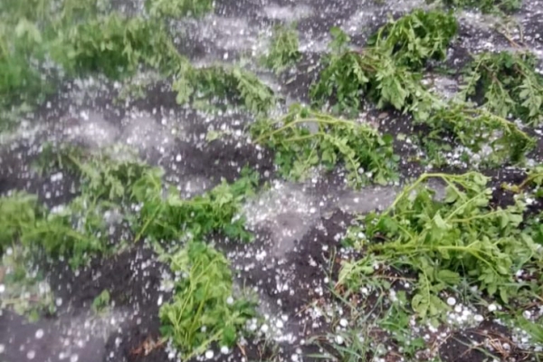 Град размером с абрикос побил окна и огороды в Чулымском районе