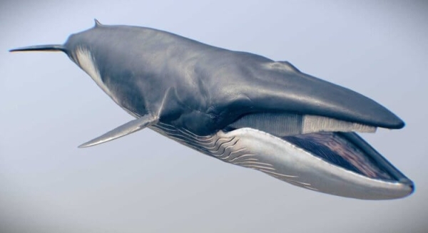 Япония открыла охоту на финвалов — вторых из крупнейших животных на Земле - Hi-News.ru