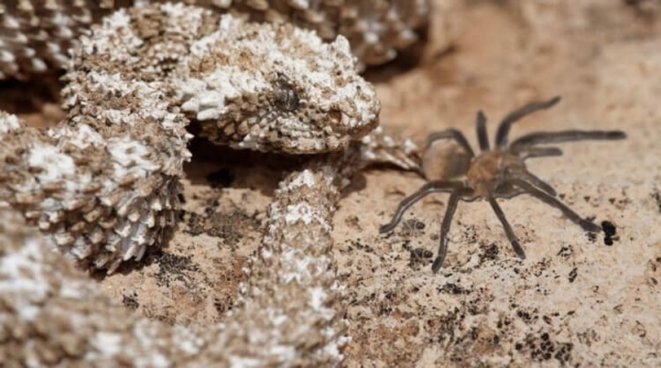 7 хитрых животных, которые охотятся с помощью гениальных ловушек - Hi-News.ru