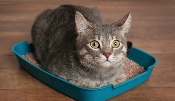 5 странностей в поведении кошек, значения которых вас точно удивят - Hi-News.ru