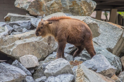 Четыре сыночка и лапочка-дочка родились у канадских волков в Новосибирске
