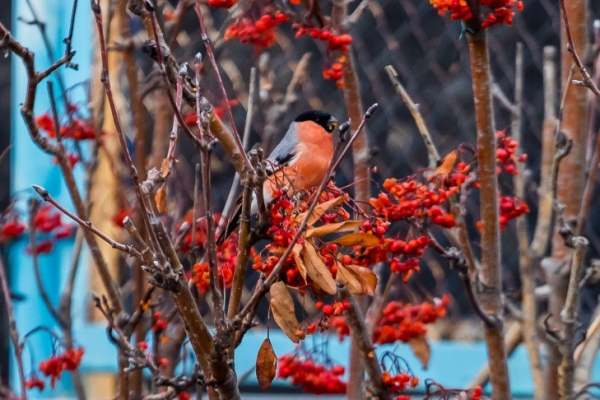 О погоде в первый день зимы-2023/24 рассказала главный синоптик Новосибирска Анна Лапчик