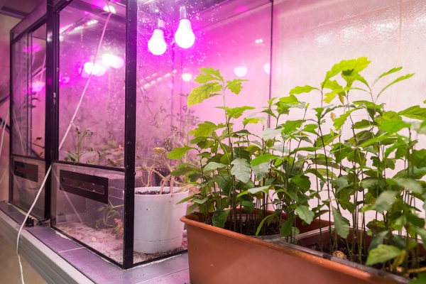 Осиновый кол и картошка с солью – назван топ-5 странных примет для дачников