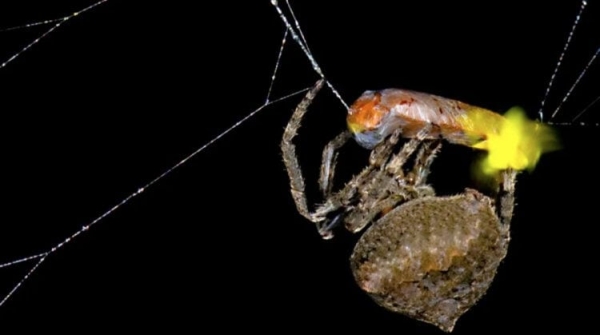 7 хитрых животных, которые охотятся с помощью гениальных ловушек - Hi-News.ru