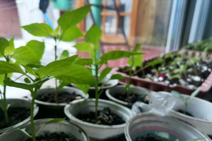 Тля сожрет всё: о влиянии ливней и жары на посадки рассказал агроном Мармулев