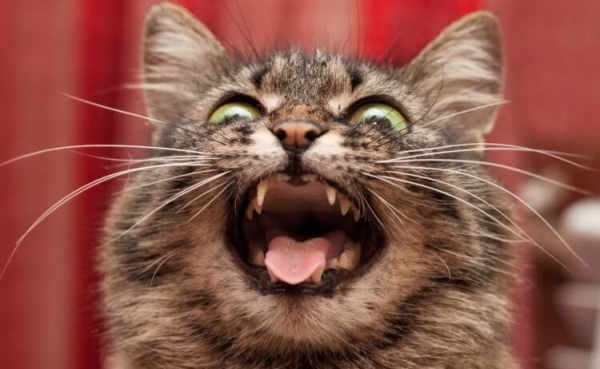 5 странностей в поведении кошек, значения которых вас точно удивят - Hi-News.ru