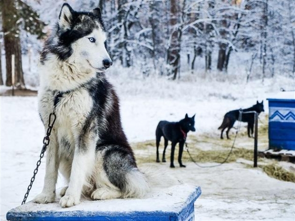 Волшебное время: чем заняться в Новый год в Самарской области?