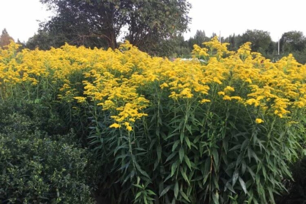 Этот цветок ученые считают разумным — действительно ли у него есть интеллект? - Hi-News.ru