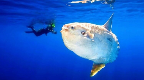 Какое животное за раз рождает до 300 миллионов детенышей? - Hi-News.ru