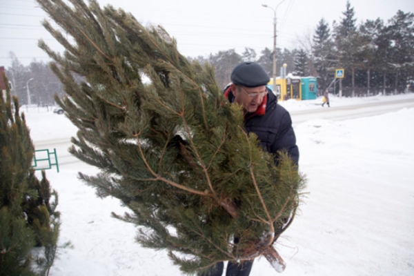 Первые новогодние ели привезли в Новосибирск