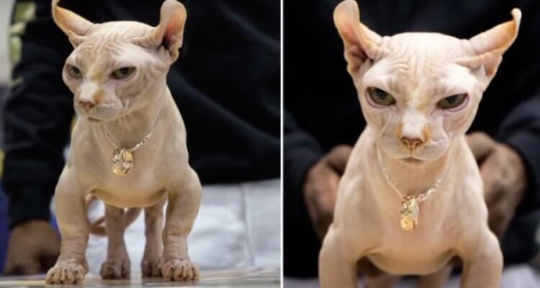 Коты-бульдоги лишены шерсти и страдают от боли: это самая большая ошибка селекционеров - Hi-News.ru