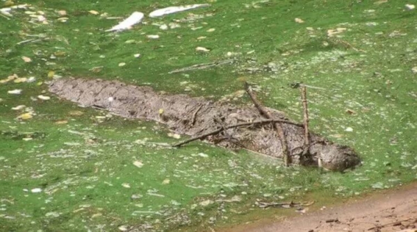 7 хитрых животных, которые охотятся с помощью гениальных ловушек - Hi-News.ru