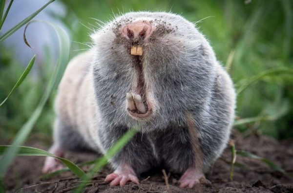 5 удивительных животных, которые живут только в России - Hi-News.ru