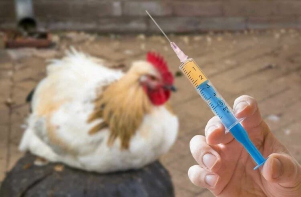 Какая «химия» содержится в курице из магазина - Hi-News.ru