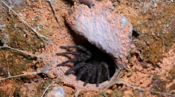5 самых жутких пауков Австралии: вы будете в шоке от фотографий - Hi-News.ru