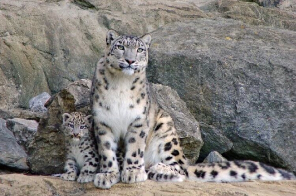 5 животных, размножение которых никто не видел вживую - Hi-News.ru