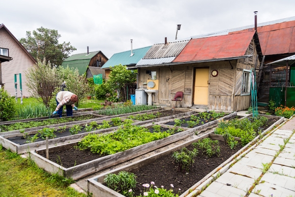 Секрет выращивания редьки и дайкона раскрыли дачникам в Новосибирске
