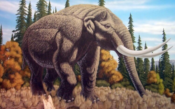 Кто такие мастодонты и чем они отличаются от мамонтов - Hi-News.ru