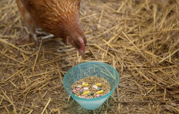 Какая «химия» содержится в курице из магазина - Hi-News.ru