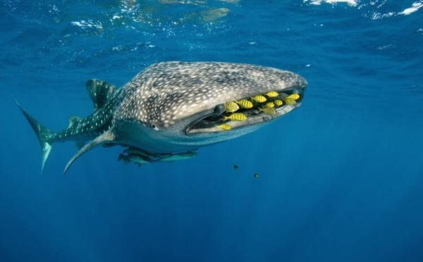 5 животных, размножение которых никто не видел вживую - Hi-News.ru