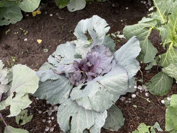 Град с куриное яйцо побил машины и огороды в Новосибирской области