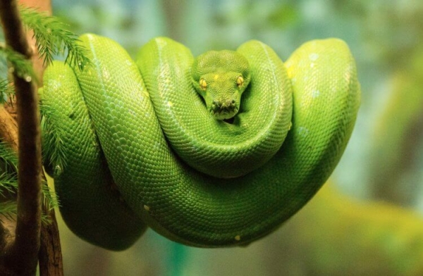 Как питоны заглатывают людей целиком и не рвутся на части - Hi-News.ru