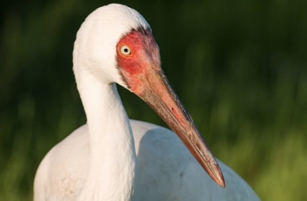 5 удивительных животных, которые живут только в России - Hi-News.ru