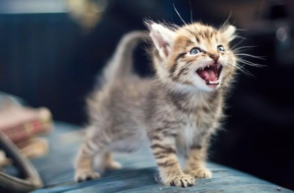 5 странностей в поведении кошек, значения которых вас точно удивят - Hi-News.ru