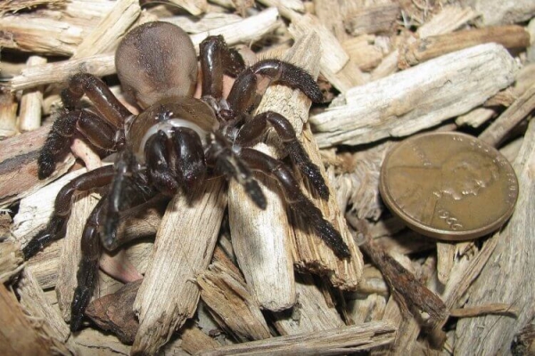 5 самых жутких пауков Австралии: вы будете в шоке от фотографий - Hi-News.ru