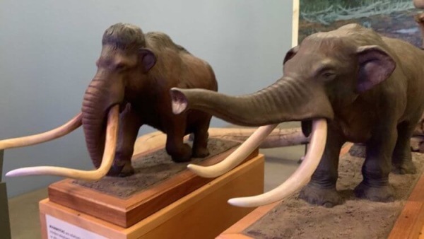 Кто такие мастодонты и чем они отличаются от мамонтов - Hi-News.ru