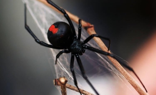 Ядовитый паук черная вдова уже в России: как его узнать и чем лечат укусы - Hi-News.ru