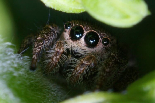 Какие виды пауков живут в квартирах России: вы их точно видели - Hi-News.ru