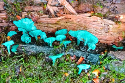 «Уши Шрека» в лесу нашла жительница Новосибирска