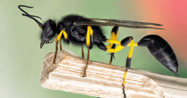 В Москве из-за жары появились два вида опасных ос — что необходимо знать? - Hi-News.ru