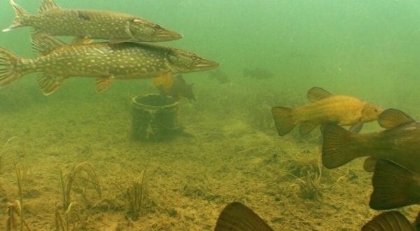 В какую погоду и время лучше ловить рыбу - Hi-News.ru