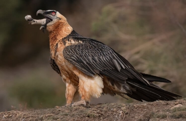 Самые брутальные птицы в мире: они красят перья в цвет крови и питаются костями - Hi-News.ru