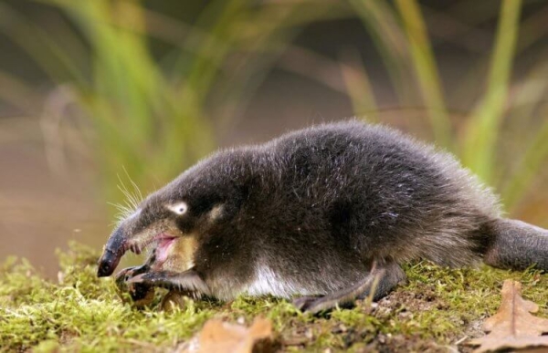 5 удивительных животных, которые живут только в России - Hi-News.ru