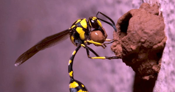 В Москве из-за жары появились два вида опасных ос — что необходимо знать? - Hi-News.ru