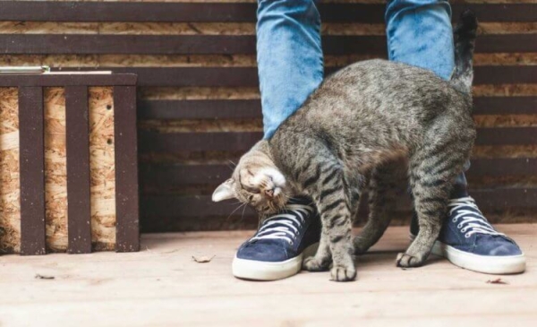 5 странностей в поведении кошек, значения которых вас точно удивят - Hi-News.ru