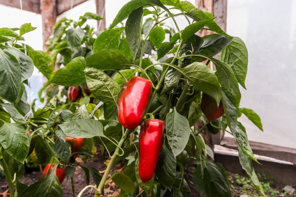 Лучшие сорта и гибриды перцев для выращивания в Сибири назвал овощевод Овечкин