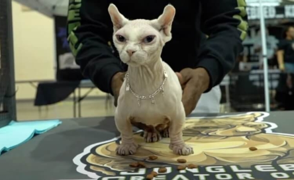 Коты-бульдоги лишены шерсти и страдают от боли: это самая большая ошибка селекционеров - Hi-News.ru