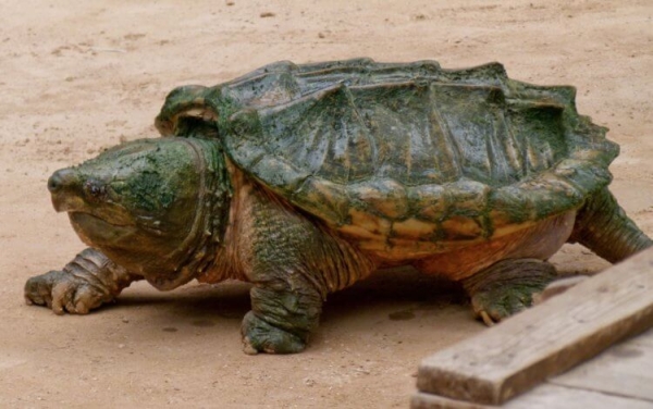 7 хитрых животных, которые охотятся с помощью гениальных ловушек - Hi-News.ru